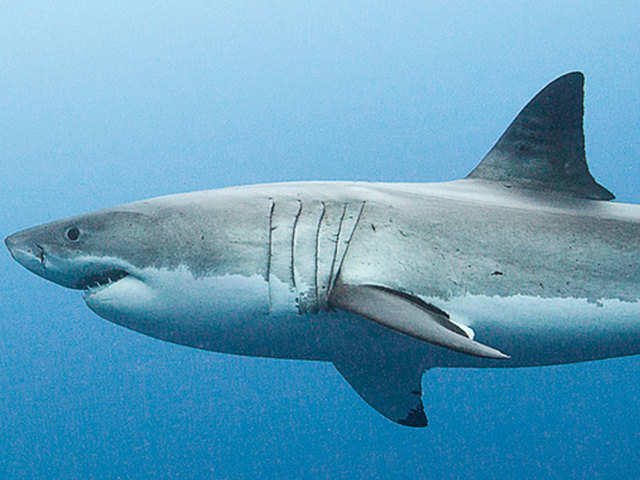 Giant Shark Megalodon Went Extinct Earlier Than Thought Earlier Than Thought The Economic Times