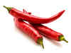 Chilli not so hot as harvest gains momentum
