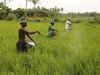 Odisha to implement PM-KISAN; farmers to benefit from central and state schemes