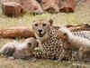 Cheetahs from Namibia to be kept at Nauradehi sanctuary, NTCA tells SC