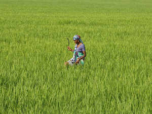 Farmers in border areas at standstill as standing crops await tending