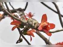 Kolkata: A squirrel perches on a cotton-tree(Bombax Ceiba) in Kolkata Maidan. (P...