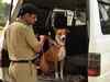 As a stray joins Kolkata Police, inducting them worldwide as service dogs won't be the worst idea