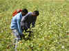 Cotton Production Estimate cut again, output to hit 10-year low