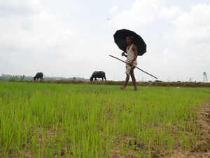 Farmer-bccl-1