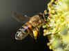 Honey bees may tell how clean your city is: Study
