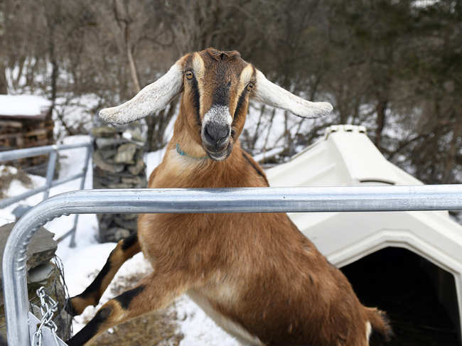 Lincoln, a Nubian goat, who was elected 'Pet Mayor' for the town of Fair Haven, Vermont.
