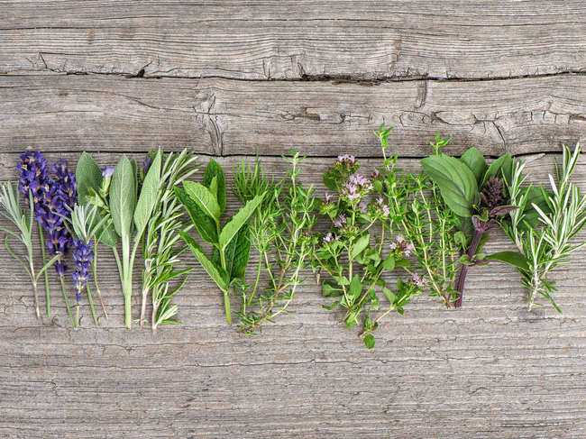 herbs-plants-GettyImages-88