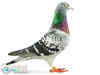 Meet Armando, the Belgian star pigeon that fetched over $1.4 mn at auction