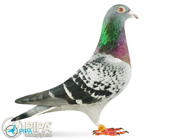 Meet Armando, the Belgian star pigeon that fetched over $1.4 mn at auction