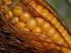 Kaveri Seeds launches corn cob drying facility in Telangana