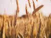 Wheat corrects on poor buying of fresh harvested crop