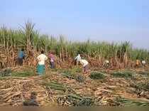 Workers harvest sugarcane in a filed in Gove village