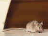 Mice are nice, and helpful too