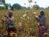 Andhra Pradesh Govt re-instates cotton licence for Kaveri Seeds