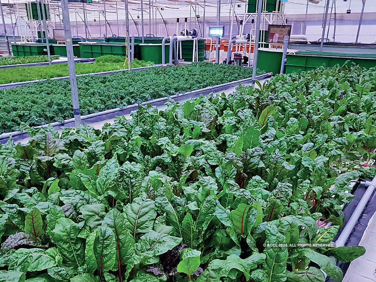 aquaponics cost analysis in india - aquaponic