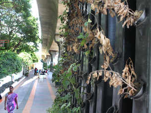 Know why Delhi’s vertical gardens are fading away