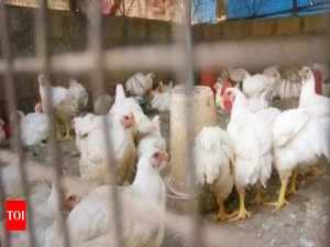 Poultry farms