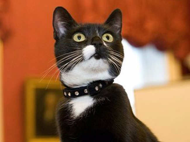 UK Cabinet Office cat Evie