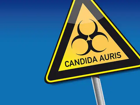 Drug resistant fungus