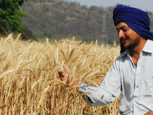 Farmer-Punjab-BCCL