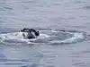 Taking a dip