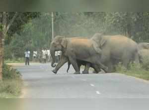 Elephants