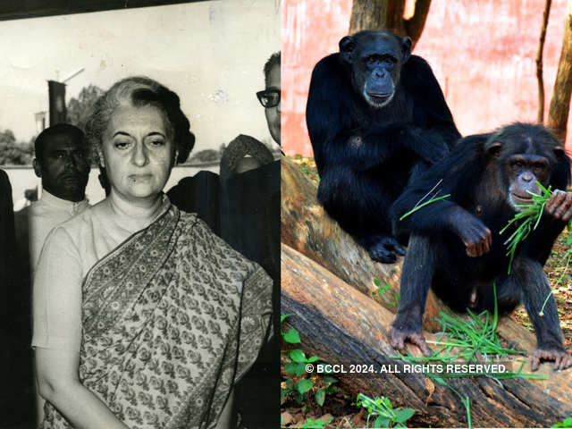 ​Indira Gandhi Vs Langur