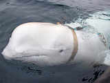 Norway nets trained Russian spy: A whale