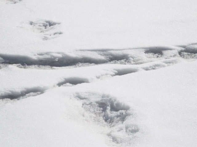 they cant be yati foot prints. could be a bears. says experts to india army claims of yati foot prints.