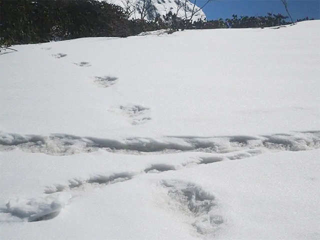 ​Mysterious footprints