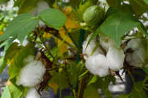 cotton-reuters