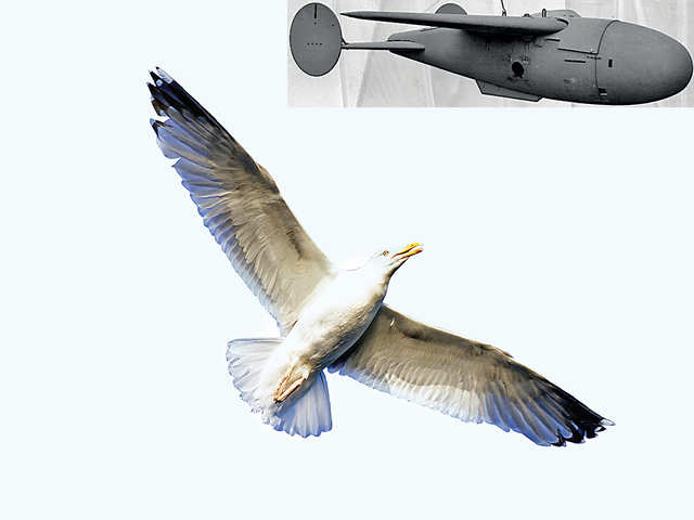 Seagulls & Submarines