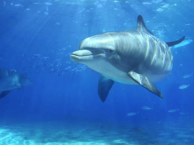Sonar Dolphins