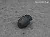 J-K: Grenade attack on polling station in Pulwama