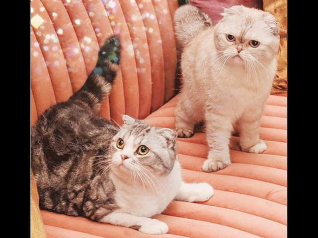 Olivia Benson And Meredith Grey Cat Rich List Wealthy