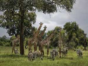 Environment Girafee Zebra AP
