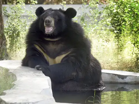 Bear-ly Legal