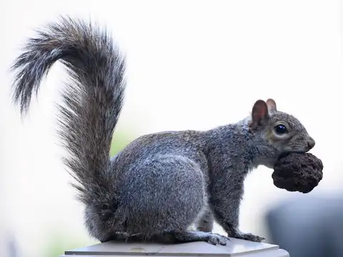 That&rsquo;s Nuts