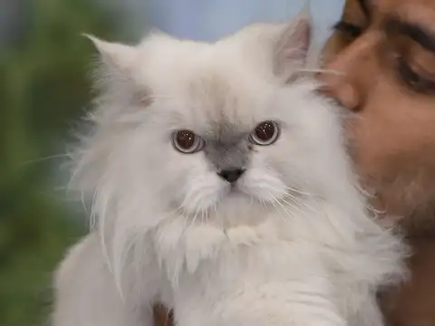 Poor Kitty