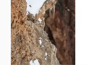 snow leopard
