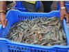 Shrimp production in Odisha hit by cyclone Fani