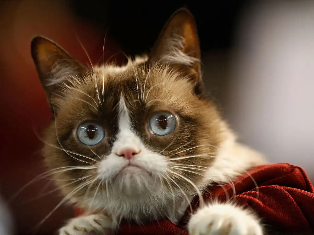 grumpy cat crypto price