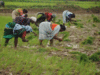 Maharashtra warns farmers of delayed monsoon