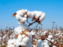 cotton-getty
