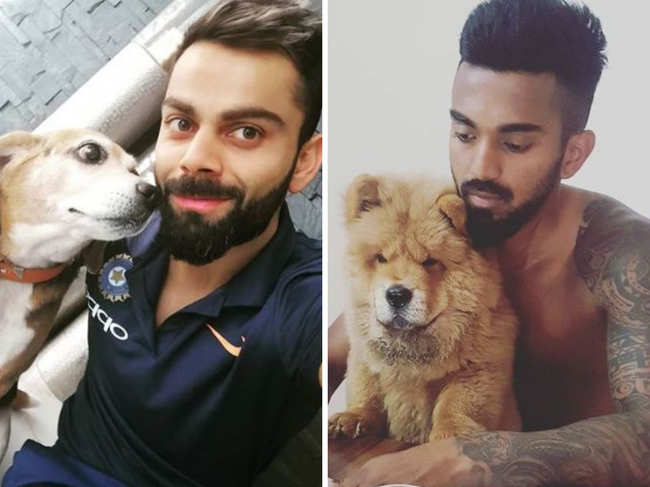 Virat Kohli (L) has named his Beagle, Bruno, and KL Rahul calls his Chow Chow, Simba.