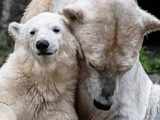 Polar bears inspire novel heat insulating material