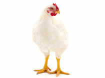 Kuwaiti Field Chicken