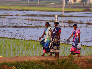 Kharif-bccl