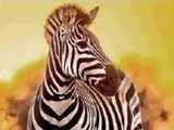 Those black and white zebra stripes? They keep them cool